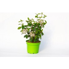 TNC Garden Groups Viburnum Tinus - Yaprak Dökmeyen Kartopu Yeşil Saksıda 2 Adet