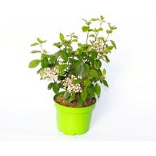 TNC Garden Groups Viburnum Tinus - Yaprak Dökmeyen Kartopu Yeşil Saksıda 3 Adet