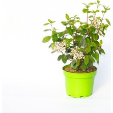 TNC Garden Groups Viburnum Tinus - Yaprak Dökmeyen Kartopu Yeşil Saksıda 3 Adet
