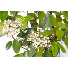 TNC Garden Groups Viburnum Tinus - Yaprak Dökmeyen Kartopu Yeşil Saksıda 3 Adet
