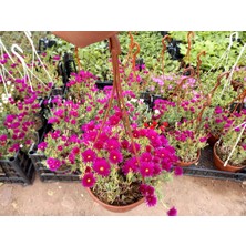 TNC Garden Groups Izmir Güzeli Çiçeği Askılı Saksıda