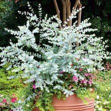 TNC Garden Groups Mavi Okaliptus Fidanı Eucalyptus Globulus