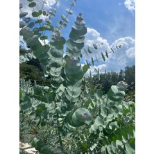 TNC Garden Groups Mavi Okaliptus Fidanı Eucalyptus Globulus