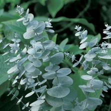 TNC Garden Groups Mavi Okaliptus Fidanı Eucalyptus Globulus  5 Adet