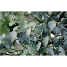 TNC Garden Groups Mavi Okaliptus Fidanı Eucalyptus Globulus  5 Adet
