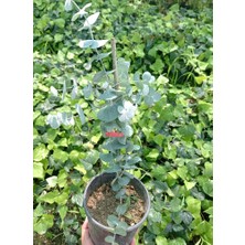 TNC Garden Groups Mavi Okaliptus Fidanı Eucalyptus Globulus  5 Adet