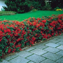 TNC Garden Groups Ateş Dikeni - Pyracantha 3 Adet