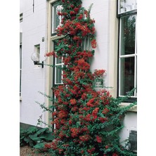 TNC Garden Groups Ateş Dikeni - Pyracantha 3 Adet