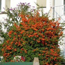 TNC Garden Groups Ateş Dikeni - Pyracantha 3 Adet