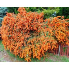 TNC Garden Groups Ateş Dikeni - Pyracantha 3 Adet