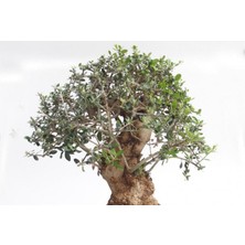 TNC Garden Groups Bonsai Zeytin Olea Europeana Macro Bonsai