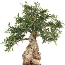 TNC Garden Groups Bonsai Zeytin Olea Europeana Macro Bonsai