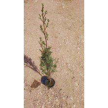 TNC Garden Groups Kabir Ağacı Mezarlık Çamı 100 cm 5 Adet