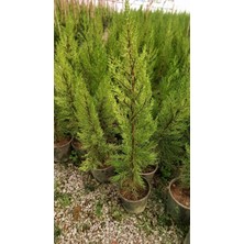 TNC Garden Groups Limoni Servi (Cupressus Macrocarpa Goldcrest) 50-70 cm 3 Adet