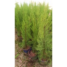 TNC Garden Groups Limoni Servi (Cupressus Macrocarpa Goldcrest) 50-70 cm 3 Adet