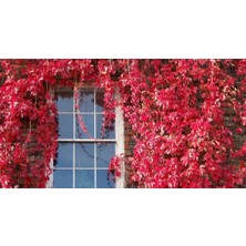 TNC Garden Groups Amerikan Sarmaşığı (Parthenocissus Quinquefolia) 20 Adet