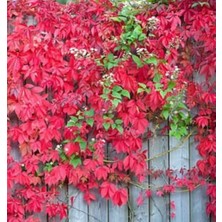 TNC Garden Groups Amerikan Sarmaşığı (Parthenocissus Quinquefolia) 20 Adet