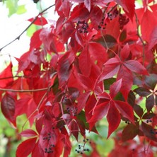 TNC Garden Groups Amerikan Sarmaşığı (Parthenocissus Quinquefolia) 20 Adet