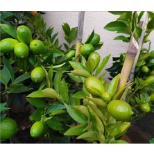 TNC Garden Groups Limequat Lime Misket Limon Fidanı