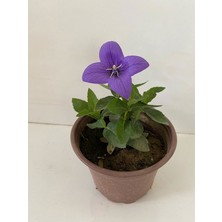 Serada Decor Plant Mor Renk Balon Çiçeği 1 Adet Saksılı 10-20CM (Platycodon)