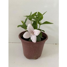 Serada Decor Plant Beyaz Renk Balon Çiçeği 1 Adet Saksılı Bahçe Balkon Bitkisi 10-20CM (Platycodon)