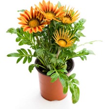 Serada Decor Plant Turuncu-Sarı Renk Gazanya Çiçeği 1 Adet SAKSILI/TÜPLÜ(15-25CM) Çiçekli Balon Bitkisi