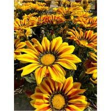 Serada Decor Plant Turuncu-Sarı Renk Gazanya Çiçeği 1 Adet SAKSILI/TÜPLÜ(15-25CM) Çiçekli Balon Bitkisi