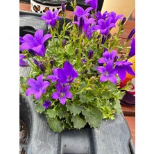 Serada Decor Plant Mor Renk Balon Çiçeği 1 Adet Saksılı Bahçe Bitkisi 10-20CM (Platycodon)