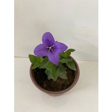Serada Decor Plant Mor Renk Balon Çiçeği 1 Adet Saksılı Bahçe Balkon Bitkisi 10-20CM (Platycodon)