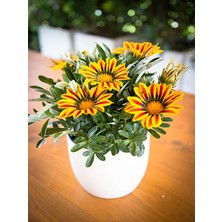 Serada Decor Plant Sarı-Turuncu Renk Gazanya Çiçeği 1 Adet SAKSILI/TÜPLÜ(15-25CM) Çiçekli Balon Bitkisi