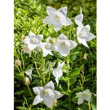 Serada Decor Plant Beyaz Renk Balon Çiçeği 1 Adet Saksılı 10-20CM (Platycodon)