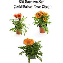 Serada Decor Plant Kırmızı-Sarı-Turuncu Renk Gazanya Çiçeği 3 Adet Saksılı 10-20CM Balkon Çiçeği