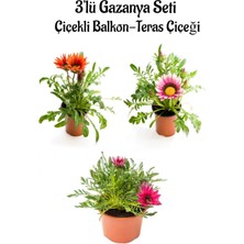 Bitkim Sende Kırmızı-Pembe Beyaz-Pembe Renk Gazanya Çiçeği 3 Adet Saksılı 10-20CM Balkon Çiçeği