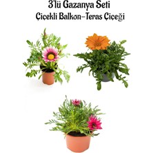 Bitkim Sende Pembe Beyaz-Turuncu-Pembe Renk Gazanya Çiçeği 3 Adet Saksılı 10-20CM Balkon Çiçeği