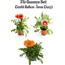 Serada Decor Plant Kırmızı-Pembe Beyaz-Turuncu Renk Gazanya Çiçeği 3 Adet Saksılı 10-20CM Balkon Çiçeği