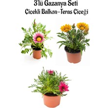 Serada Decor Plant Pembe Beyaz-Sarı-Pembe Renk Gazanya Çiçeği 3 Adet Saksılı 10-20CM Balkon Çiçeği