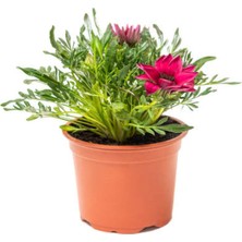 Serada Decor Plant Pembe-Turuncu-Kırmızı Renk Gazanya Çiçeği 3 Adet Saksılı 10-20CM Balkon Çiçeği