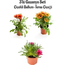 Serada Decor Plant Kırmızı-Turuncu Sarı-Pembe Renk Gazanya Çiçeği 3 Adet Saksılı 10-20CM Balkon Çiçeği