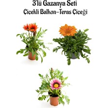 Serada Decor Plant Kırmızı-Turuncu- Pembe Beyaz-Renk Gazanya Çiçeği 3 Adet Saksılı 10-20CM Balkon Çiçeği