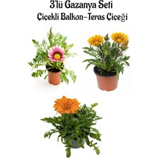 Serada Decor Plant Pembe Beyaz-Sarı-Turuncu- Renk Gazanya Çiçeği 3 Adet Saksılı 10-20CM Teras Çiçeği