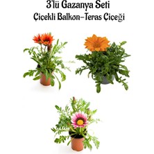 Serada Decor Plant Kırmızı-Turuncu-Pembe Beyaz Renk Gazanya Çiçeği 3 Adet Saksılı 10-20CM Balkon Çiçeği