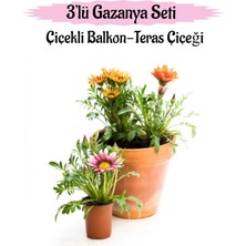 Serada Decor Plant Pembe Beyaz-Sarı-Kırmızı Renk Gazanya Çiçeği 3 Adet Saksılı 10-20CM Balkon Çiçeği