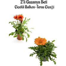 Serada Decor Plant Kırmızı-Turuncurenk Gazanya Çiçeği 2 Adet Saksılı 10-20CM Balkon/teras Çiçeği