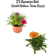 Serada Decor Plant Pembe-Turuncu Renk Gazanya Çiçeği 2 Adet SAKSILI(10-20CM) Bahçe Balkon Çiçeği
