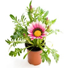 Serada Decor Plant Turuncu Sarı-Pembe Beyaz Renk Gazanya Çiçeği 2 Adet SAKSILI(10-20CM) Bahçe Balkon Çiçeği