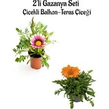 Serada Decor Plant Pembe Beyaz-Turuncu Renk Gazanya Çiçeği 2 Adet SAKSILI(10-20CM) Bahçe Balkon Çiçeği