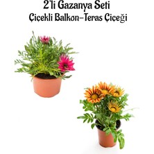 Serada Decor Plant Pembe-Turuncu Sarı Renk Gazanya Çiçeği 2 Adet SAKSILI(10-20CM) Bahçe Balkon Çiçeği