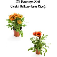 Serada Decor Plant Turuncu Sarı-Kırmızı Renk Gazanya Çiçeği 2 Adet SAKSILI(10-20CM) Bahçe Balkon Çiçeği