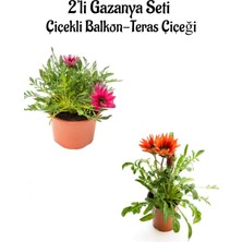 Serada Decor Plant Koyu Pembe-Kırmızı Renk Gazanya Çiçeği 2 Adet SAKSILI(10-20CM) Bahçe Balkon Çiçeği