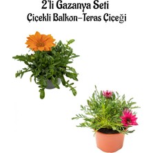 Serada Decor Plant Turuncu-Pembe Beyaz Gazanya Çiçeği 2 Adet SAKSILI(10-20CM) Bahçe Balkon Çiçeği